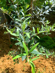 Young olive tree sapling growing in moist clay soil under sunlight, Bright green leaves show healthy growth, Surrounded by earth and greenery, it creates calm, organic backyard garden scene