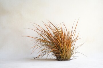 A clump of ornamental grass with orange and green hues stands against a white backdrop, creating a minimalist composition.