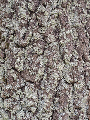 Close-up of old tree bark texture with moss, showcasing nature s beauty.