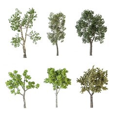 Collection of trees illustration on white background
