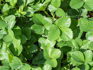 Close-up of strawberry leaves in lush green garden, showcasing healthy growth.