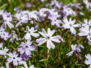 Close-up of Phlox subulata 'Emerald Cushion Blue' flowers blooming in vibrant green garden.