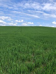 Crop of winter wheat in early May, in dry conditions, North Yorkshire, England, United Kingdom