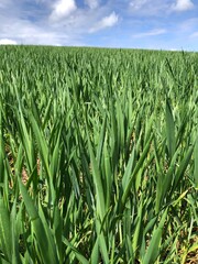 Crop of winter wheat in early May, in dry conditions, North Yorkshire, England, United Kingdom