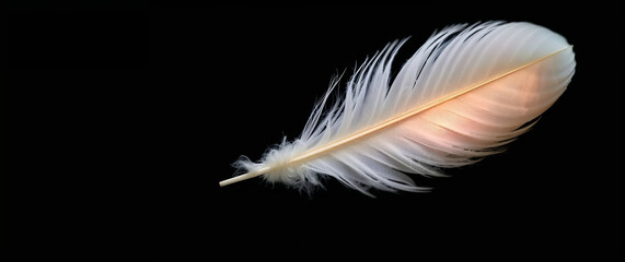 Obraz premium Single white and pink feather floating on black background
