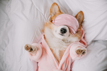 Relaxing corgi wearing a sleep mask and cozy robe while napping comfortably on a bed