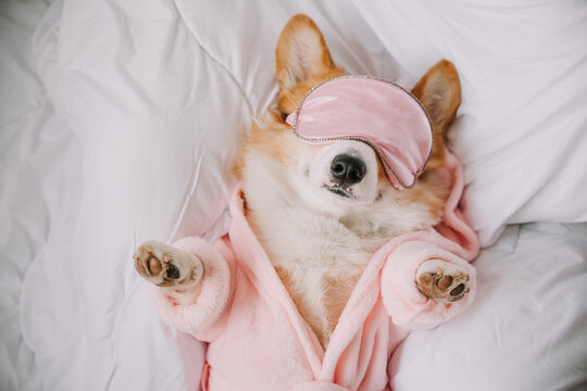 Relaxing corgi wearing a sleep mask and cozy robe while napping comfortably on a bed
