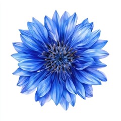 Vibrant, detailed close-up of a radiant, vibrant, light-blue flower,  perfectly centered against a pure white background.  Petals radiate outward from a central, intricate disc