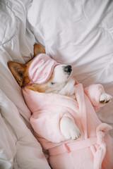 Corgi relaxing in pink robe and sleep mask on cozy bed during morning sun