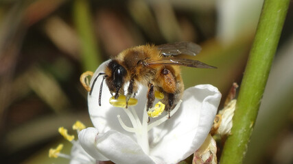 Female buffish mining bee (Andrena nigroaenea) feeding on  a snowy mermaid flower