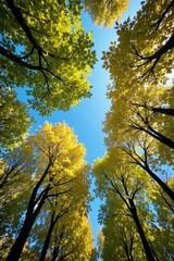Fototapeta premium Majestic beech trees reaching towards a vibrant blue sky, branches, sunlight, perspective