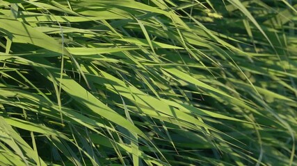 A tranquil scene of tall green reeds swaying gently in the breeze beside a calm lake. Natural ambient movement with soft light and subtle water reflections, perfect for backgrounds, nature documentary