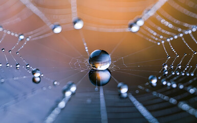 Water Droplet on Spiderweb with dark and Orange Hues