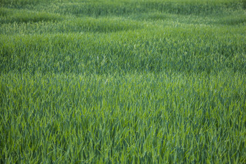 fond de céréales, champ verdoyant au printemps