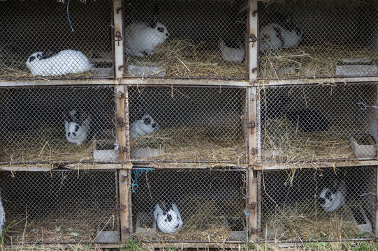 &eacute;levage de lapins dans une ferme, clapier &agrave; lapins ext&eacute;rieur