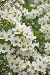 Busy bees gather nectar from pristine white blossoms in a vibrant spring garden , nature, white flowers