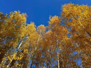 Fototapeta premium Autumn trees yellow golden foliage.