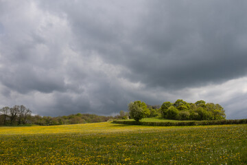 champ coloré au printemps, pissenlits en fleurs sous un ciel d'orage