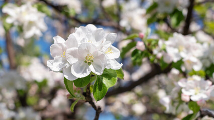 Fototapeta premium White flowers on an apple tree in spring, shallow depth of field.