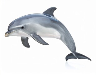Dolphin over white background
