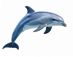 Obraz premium Dolphin over white background