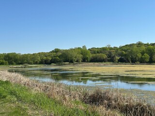 lake in the forest