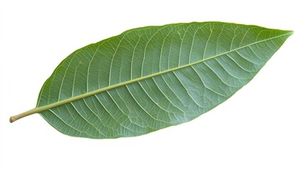 Obraz premium Vibrant Green Leaf Closeup Isolated on White Background Botanical Nature Photography