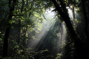 Light-filled sunbeams in deep forest radiance  
