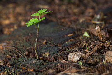 A close-up of a thin green sprout with a few carved leaves, pushing through a dark, mossy and rotted old tree stump. The sprout looks fragile but full of life against the background of decaying wood.
