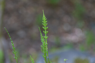 Marsh horsetail - Equisetum palustre in a wetland in a meadow