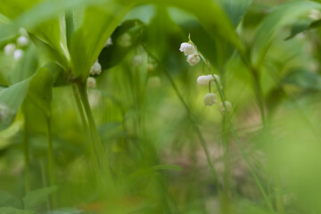Lily of the valley - Convallaria majalis - white flower with green leaves in the forest. Beautiful bokeh. Poisonous flower
