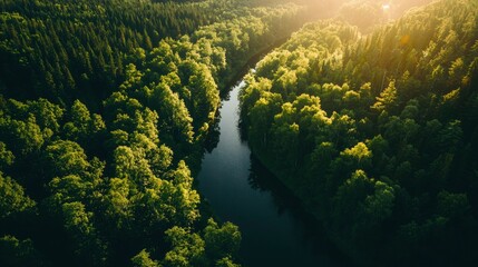 Lush Forest River Bend