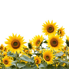 Obraz premium Bright Yellow Sunflowers in a Field Against a Black Background