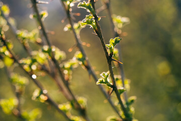 New leaves emerging on a branch of a gooseberry bush, basking in the sunlight of a bright spring morning, symbolize nature's vibrant awakening after the chill of winter
