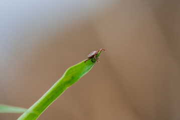 Parasitic tick perched on grass blade, ready to latch onto passing wildlife. Carrier of lyme disease and encephalitis, threatening human and animal health with potential infection