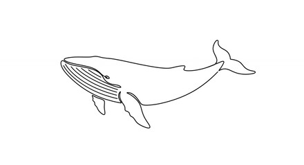 Simple line drawing of a whale