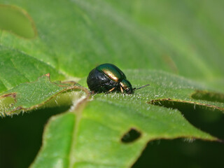 Green dock beetle (Gastrophysa viridula), gravid female on a leaf