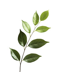 Fototapeta premium Green leaves branch on black background nature plant life foliage