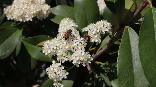 Two bees hovering over delicate white flowers, actively collecting nectar. Their wings appear slightly blurred due to rapid movement, The green foliage in the background provides a natural contrast.