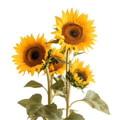 Obraz premium Three Sunflowers Isolated on Black Background