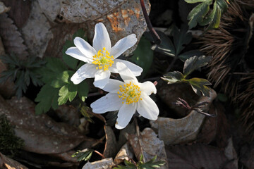 corolle bianche nell'ombra (Anemone nemorosa)