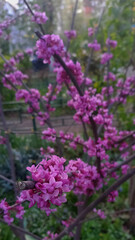 Close-up of blooming Eastern Redbud (Cercis siliquastrum) tree with vibrant pink-purple flowers along its dark branches. The blossoms create a beautiful springtime scene in a natural garden setting.