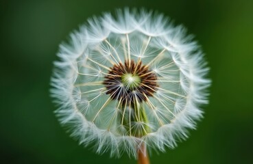 Fototapeta premium Close-up photo of dandelion blowball with seeds. Green background. Concept of growth, freedom, fragility, spring, nature. White fluffy seeds ready to fly. Freshness, beauty, soft texture.