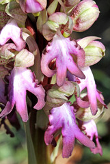 gli elaborati fiori di una vistosa orchidea primaverile (Barlia robertiana)
