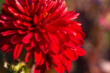 close up of a beautiful pink chrysanthemum flower in the garden