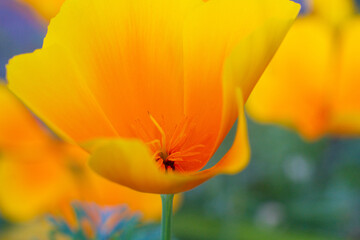 close-up of a beautiful Escholtia Californian flower in the garden