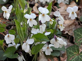 candide violette (Viola alba) al margine del bosco
