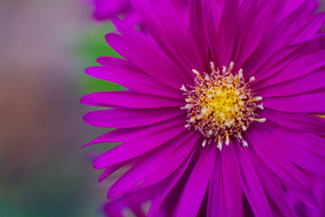 Obraz premium close-up of a beautiful violet Aster flower in the garden