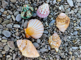 sea shell on pebbles in the middle of the beach on the seashore
