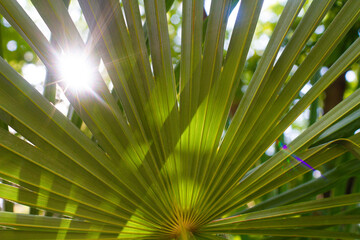close up straight lines texture of green palm leaves